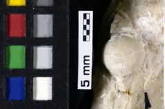 Foto (Detailansicht) von Eodromites dobrogea (Feldmann, Lazar & Schweitzer, 2006) (NHMW-GEO-1990-0041-0095)